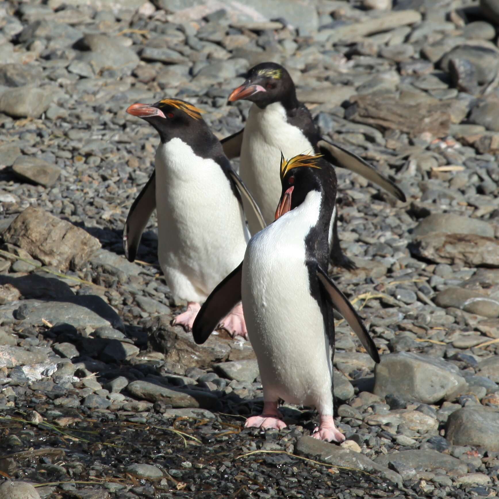 Image of Macaroni Penguin