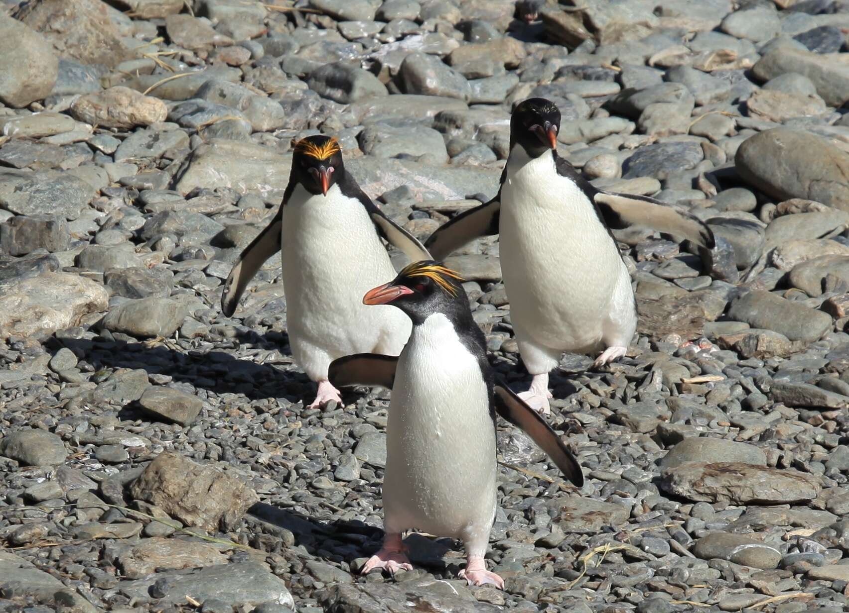 Image of Macaroni Penguin