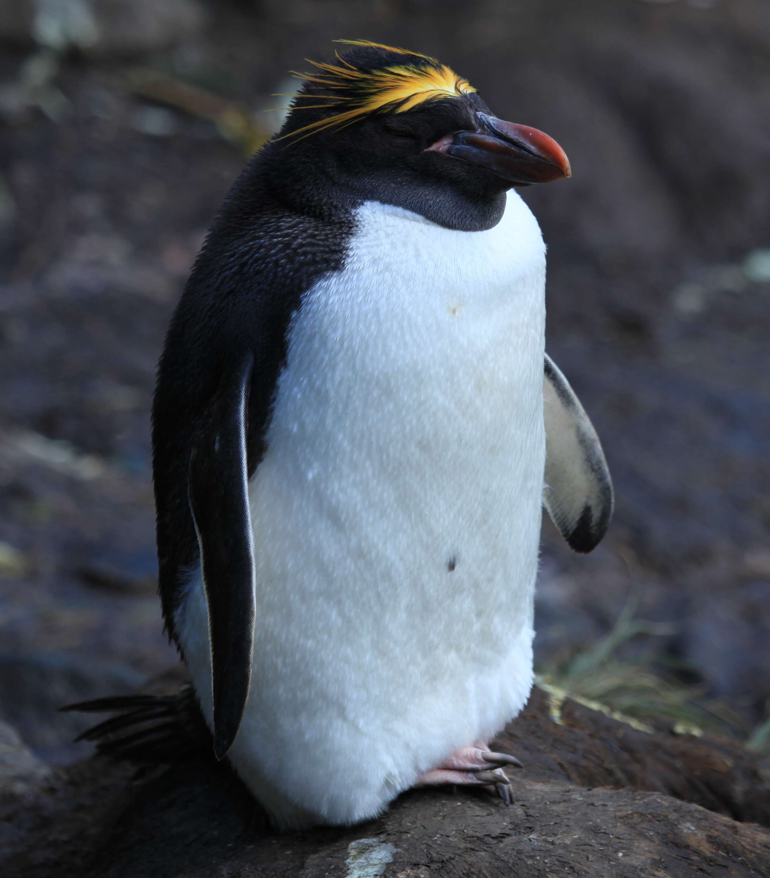 Image of Macaroni Penguin