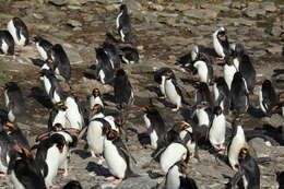 Image of Macaroni Penguin