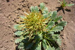 Image de Calycera herbacea Cav.