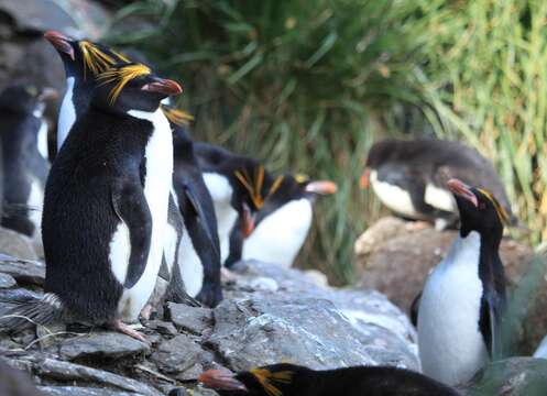 Image of Macaroni Penguin