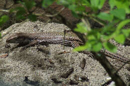 صورة Ameiva atrigularis Garman 1887