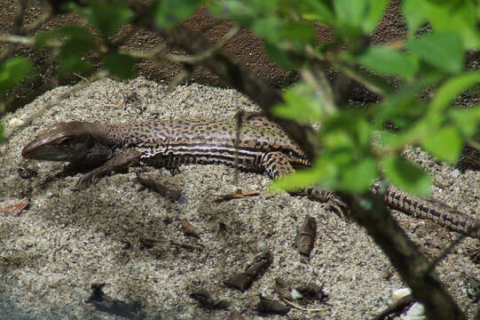 Image of Amazon Racerunner