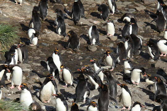 Image of Macaroni Penguin