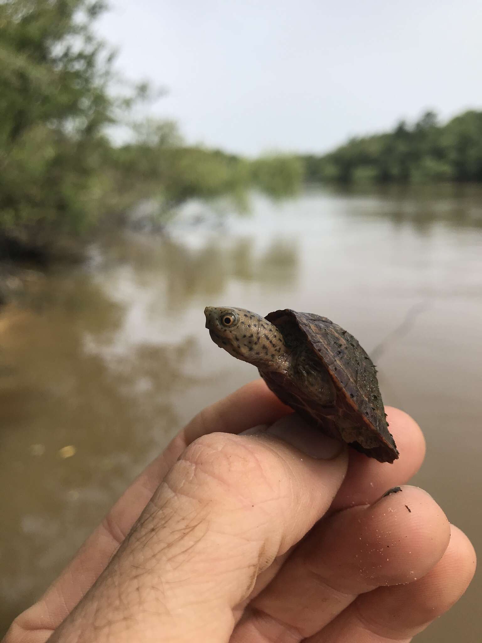 Image of Loggerhead Musk Turtle