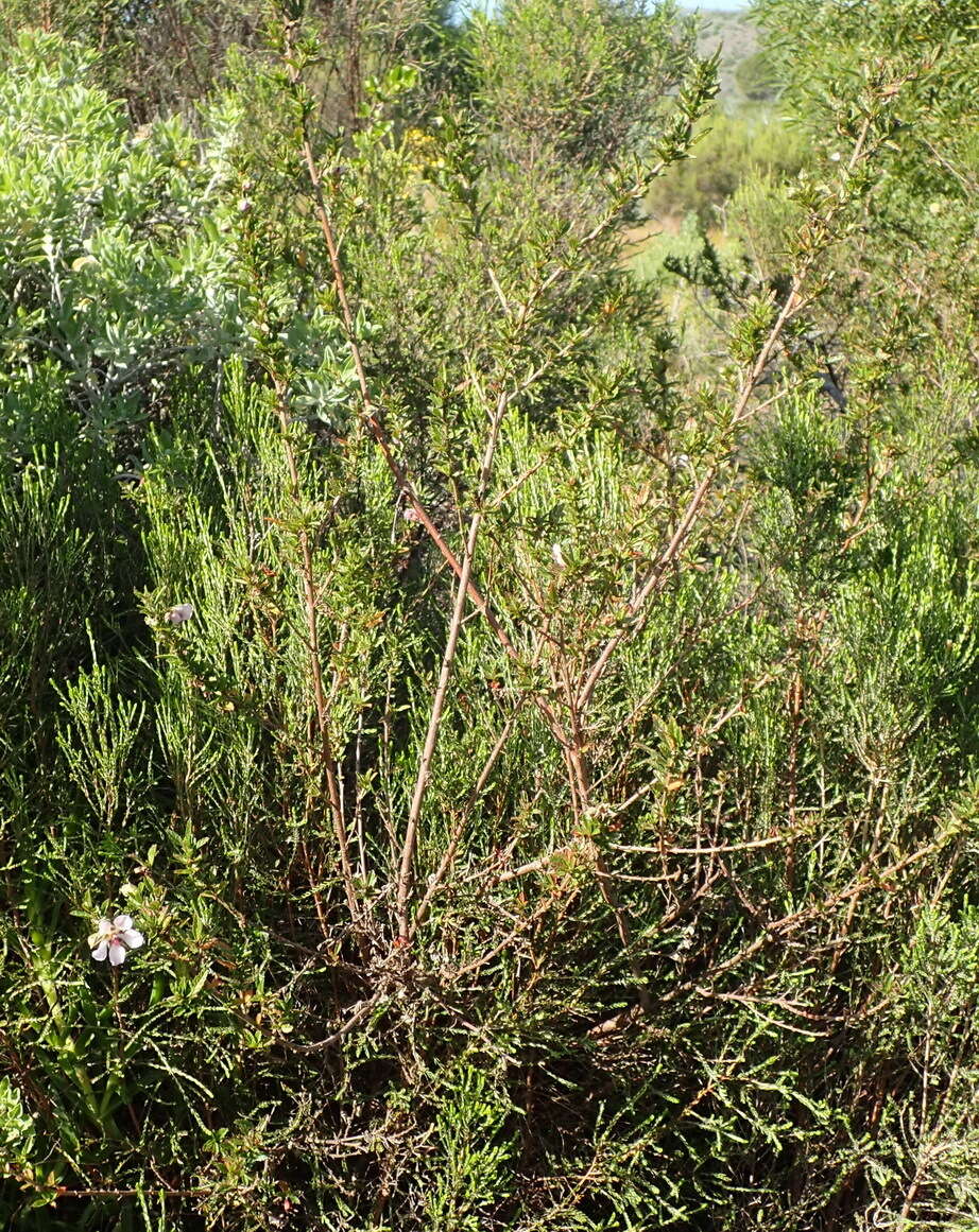 Image de Anisodontea triloba (Thunb.) D. M. Bates