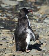 Image of Macaroni Penguin