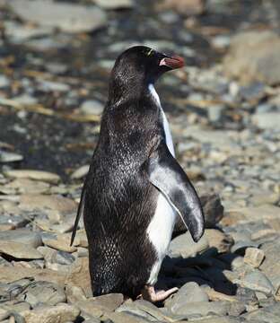 Image of Macaroni Penguin