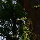 Image of Dendrobium aqueum Lindl.