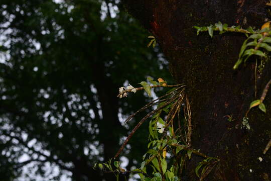 Imagem de Dendrobium aqueum Lindl.