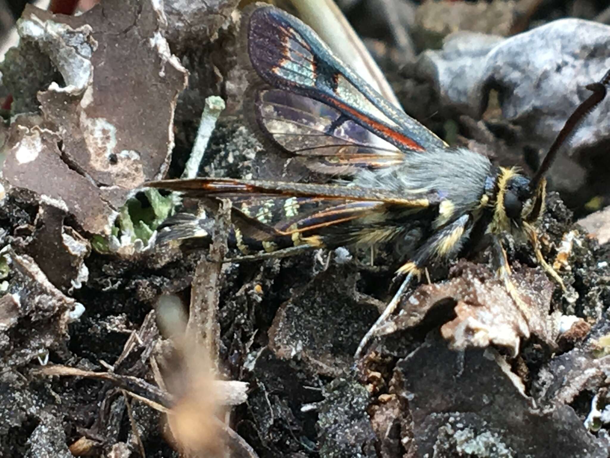 Image of Fireweed Clearwing Moth