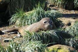 Image of South Atlantic Elephant-seal