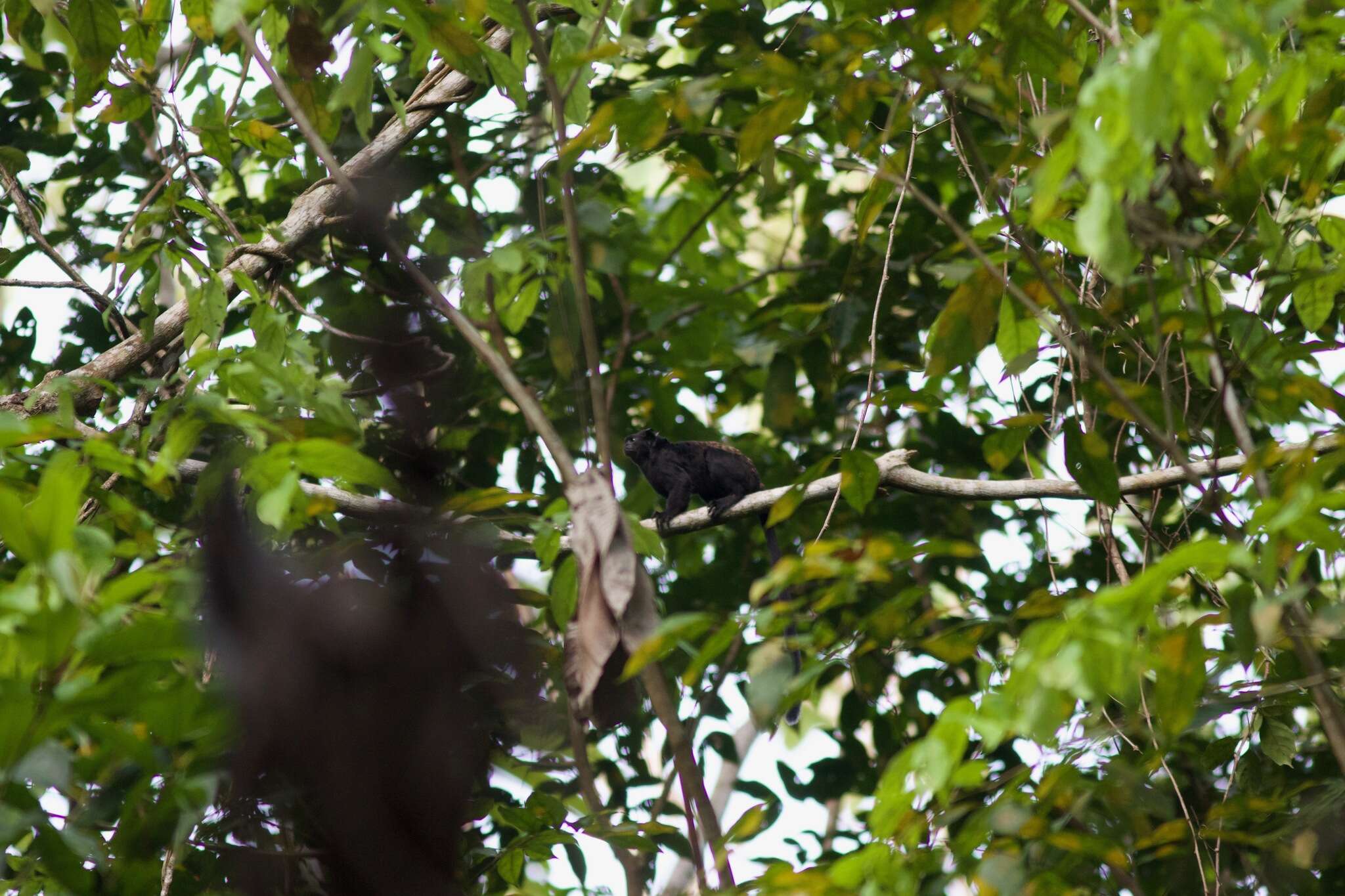 Image of Black Tamarin