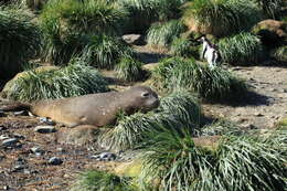 Image of South Atlantic Elephant-seal