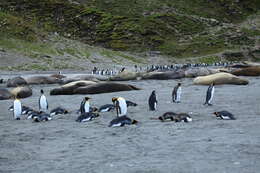 Image of South Atlantic Elephant-seal