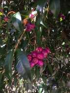 Syzygium paniculatum Gaertn. resmi