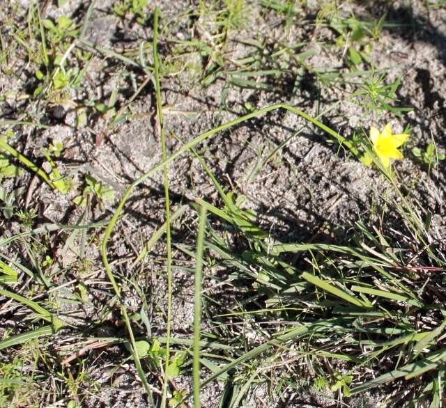 Image of Romulea flava var. flava