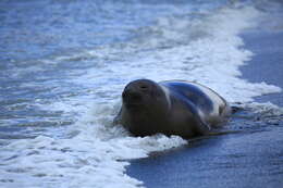 Image of South Atlantic Elephant-seal