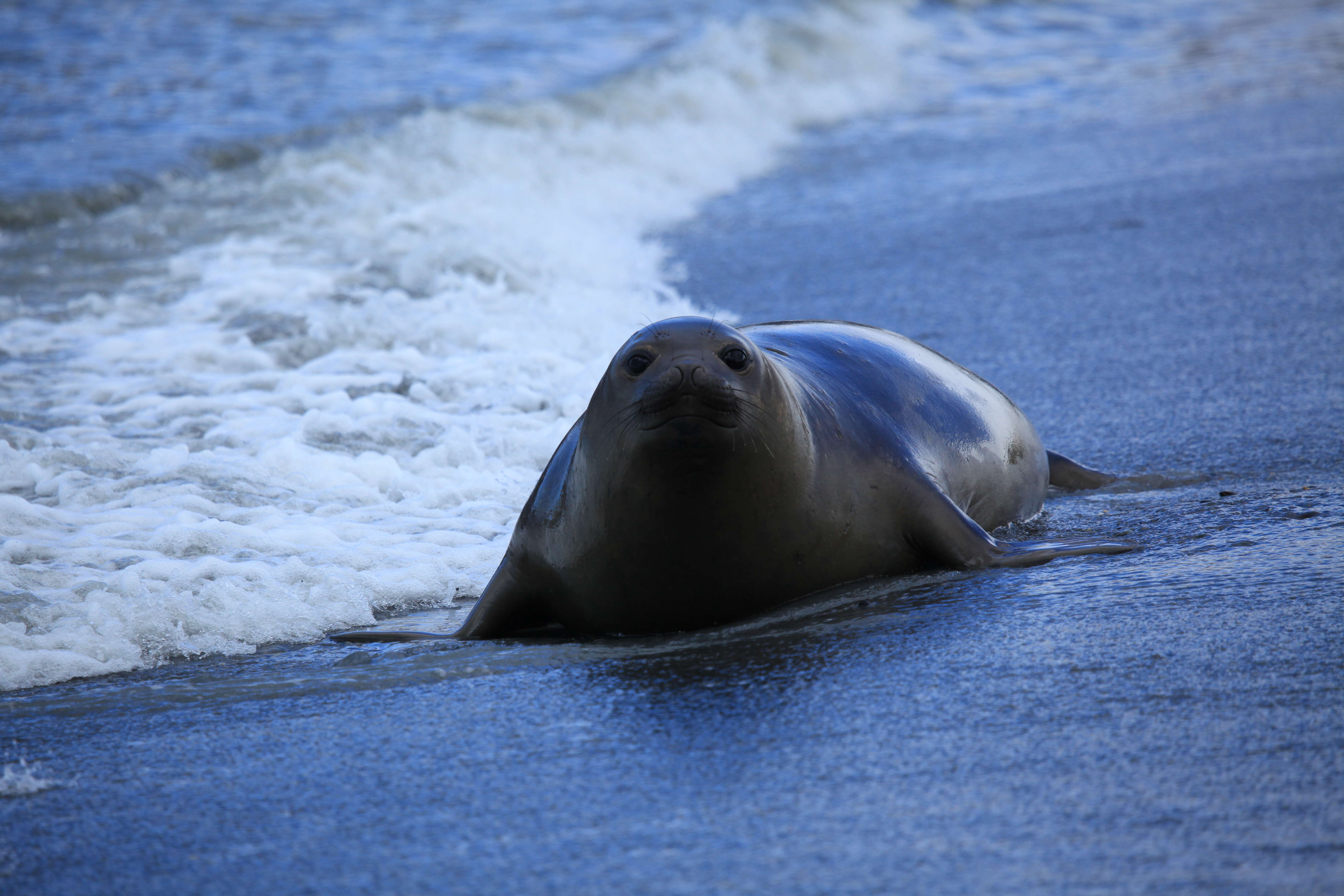 Image of South Atlantic Elephant-seal