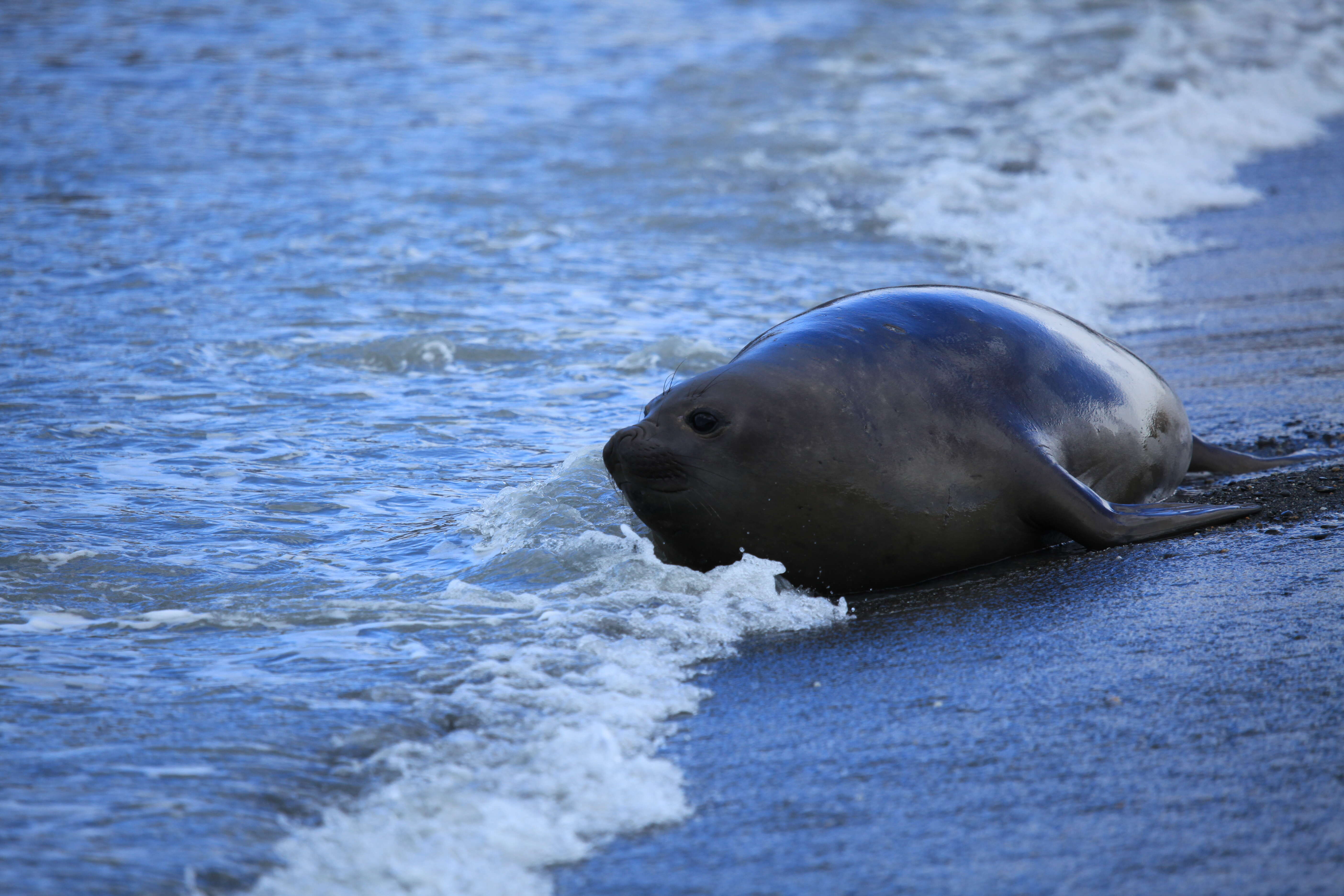 Image of South Atlantic Elephant-seal