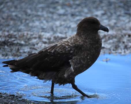 Image of Brown Skua