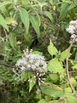 Image of Chromolaena collina (DC.) R. King & H. Rob.