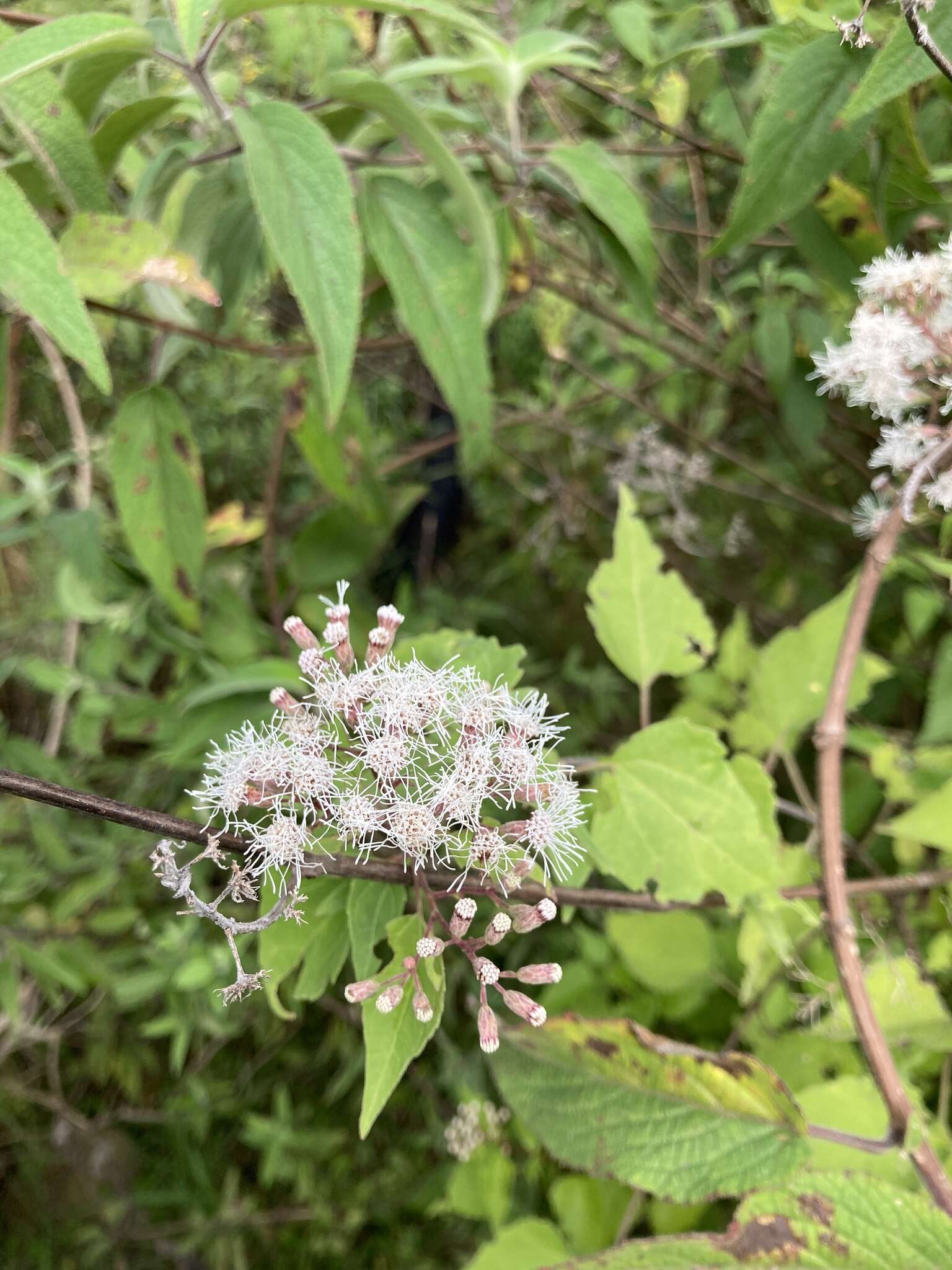 Sivun Chromolaena collina (DC.) R. King & H. Rob. kuva