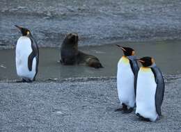 Image of Antarctic Fur Seal