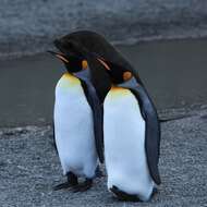 Image of Antarctic Fur Seal