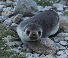 Image of Antarctic Fur Seal