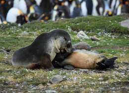 Image of Antarctic Fur Seal