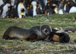 Image of Antarctic Fur Seal