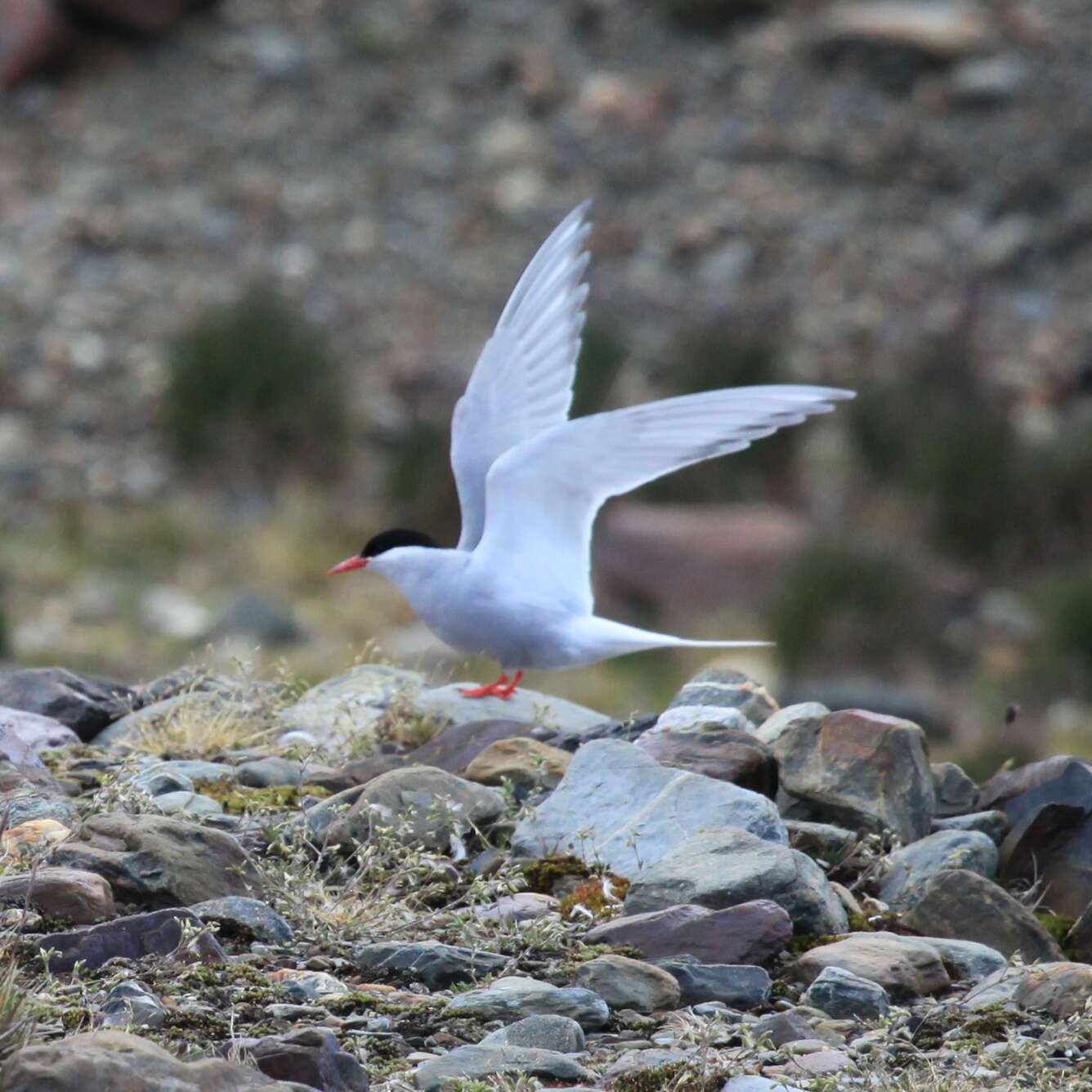 Image of Antarctic Tern