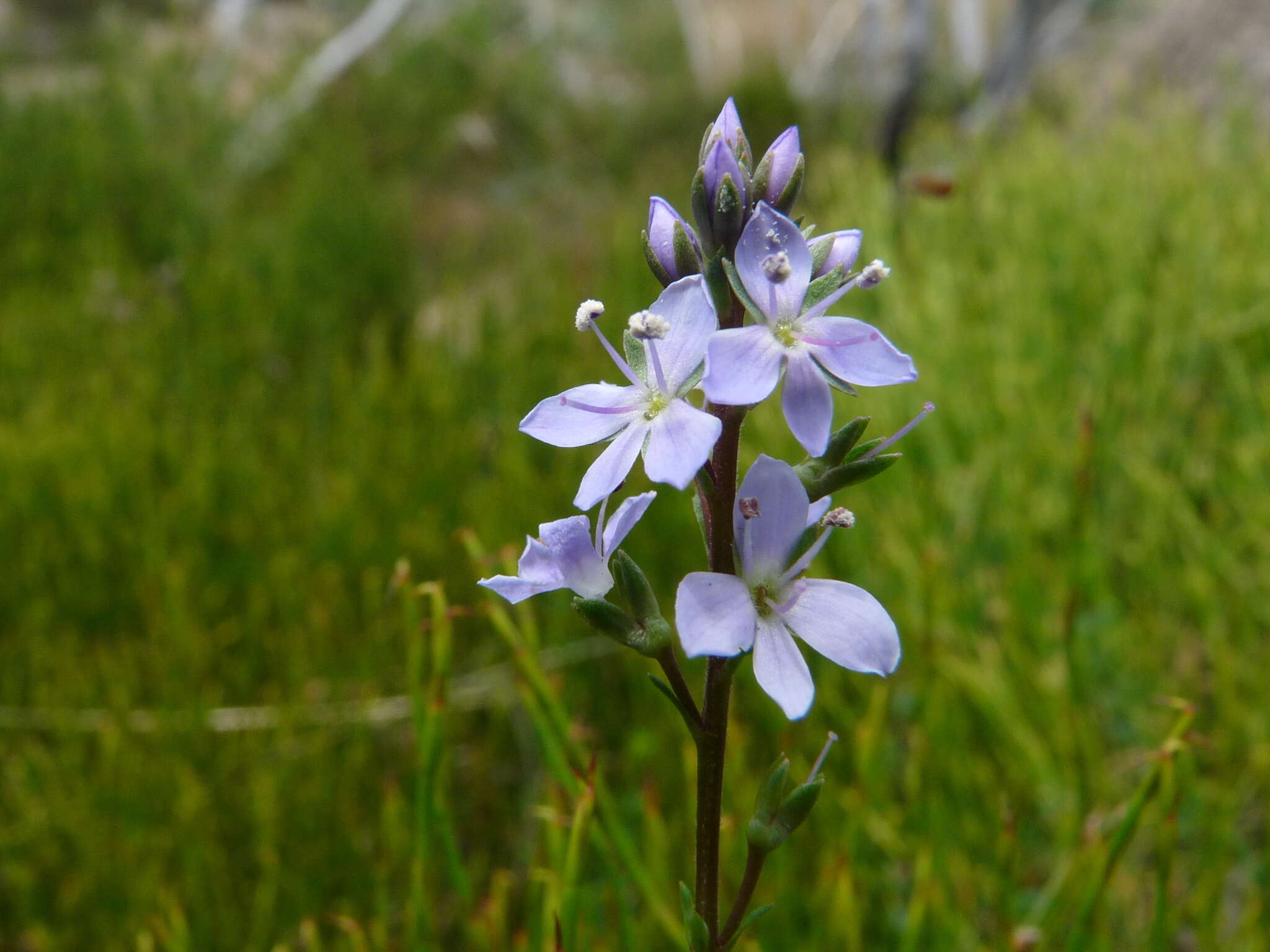 Image of Veronica nivea Lindl.