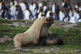 Image of Antarctic Fur Seal