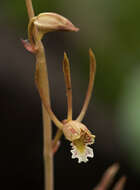 Image de Eulophia longisepala Rendle