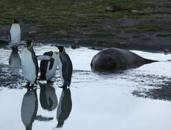 Image of South Atlantic Elephant-seal