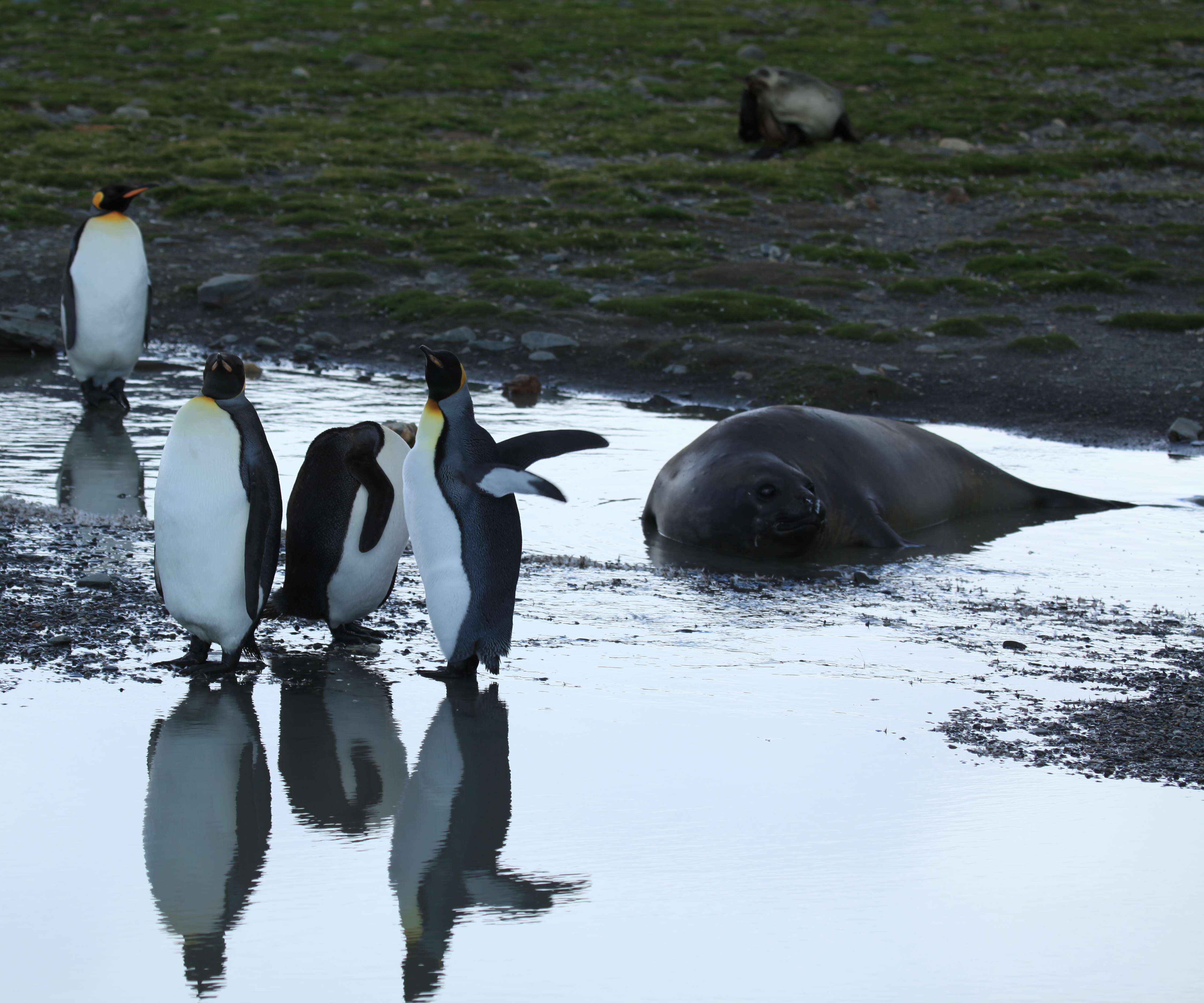 Image of South Atlantic Elephant-seal