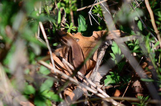 Image of Southern Prairie Skink