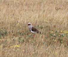 Image of Andean Lapwing