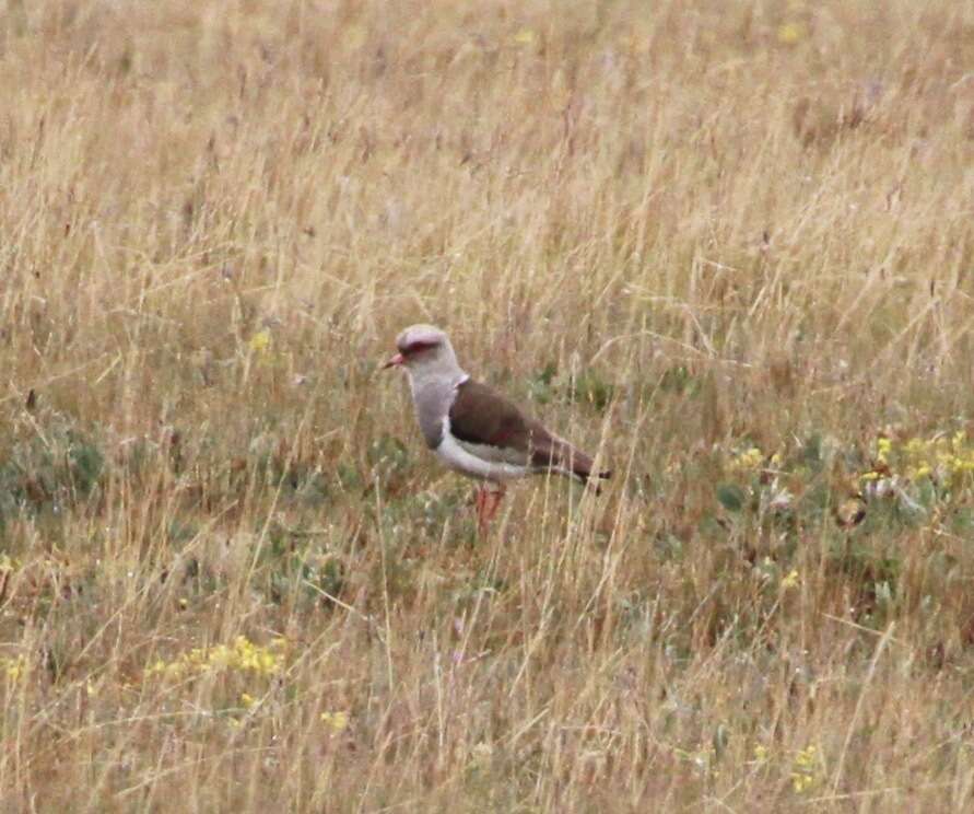 Image of Andean Lapwing