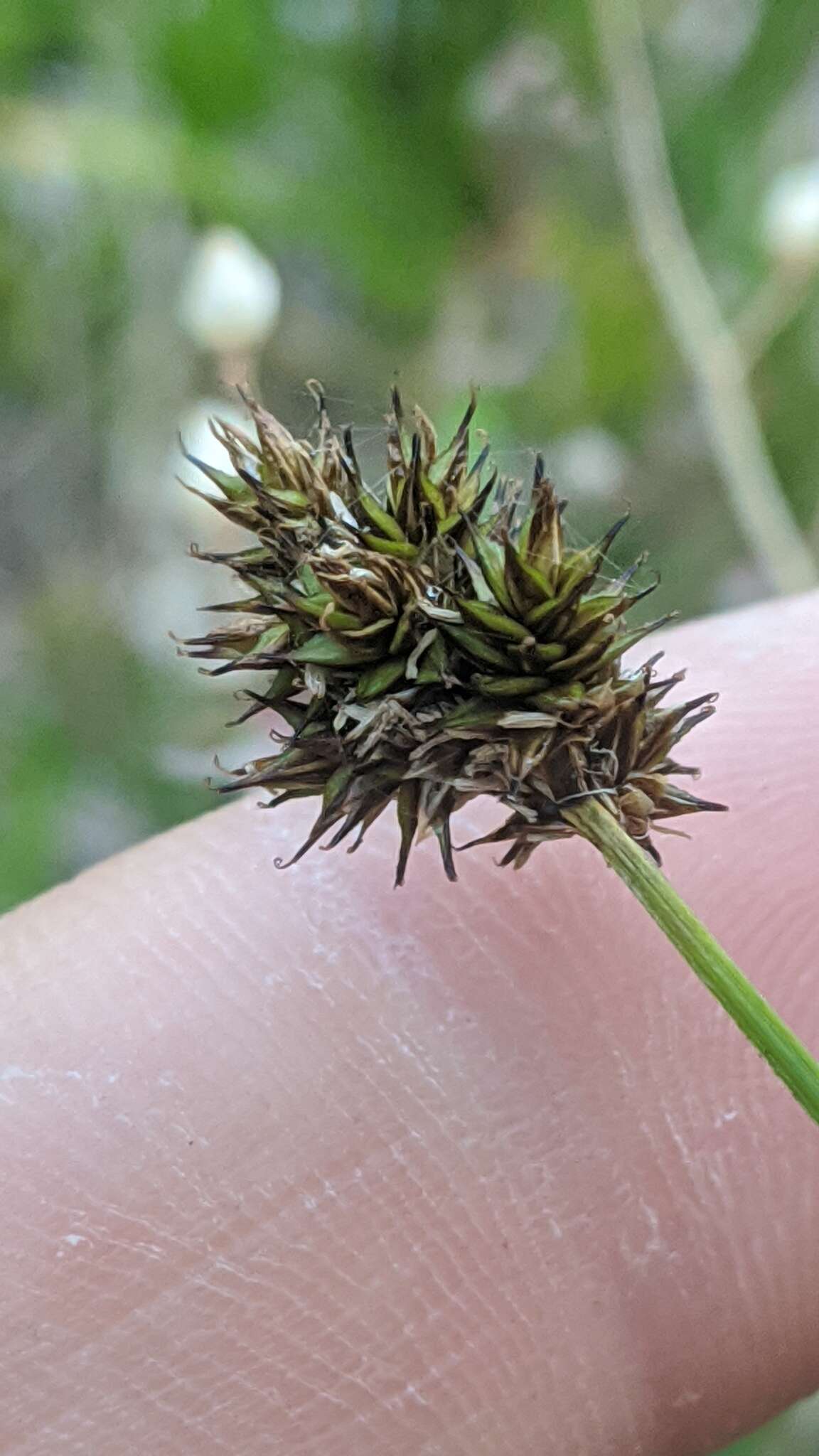 Image of Thick-Head Sedge