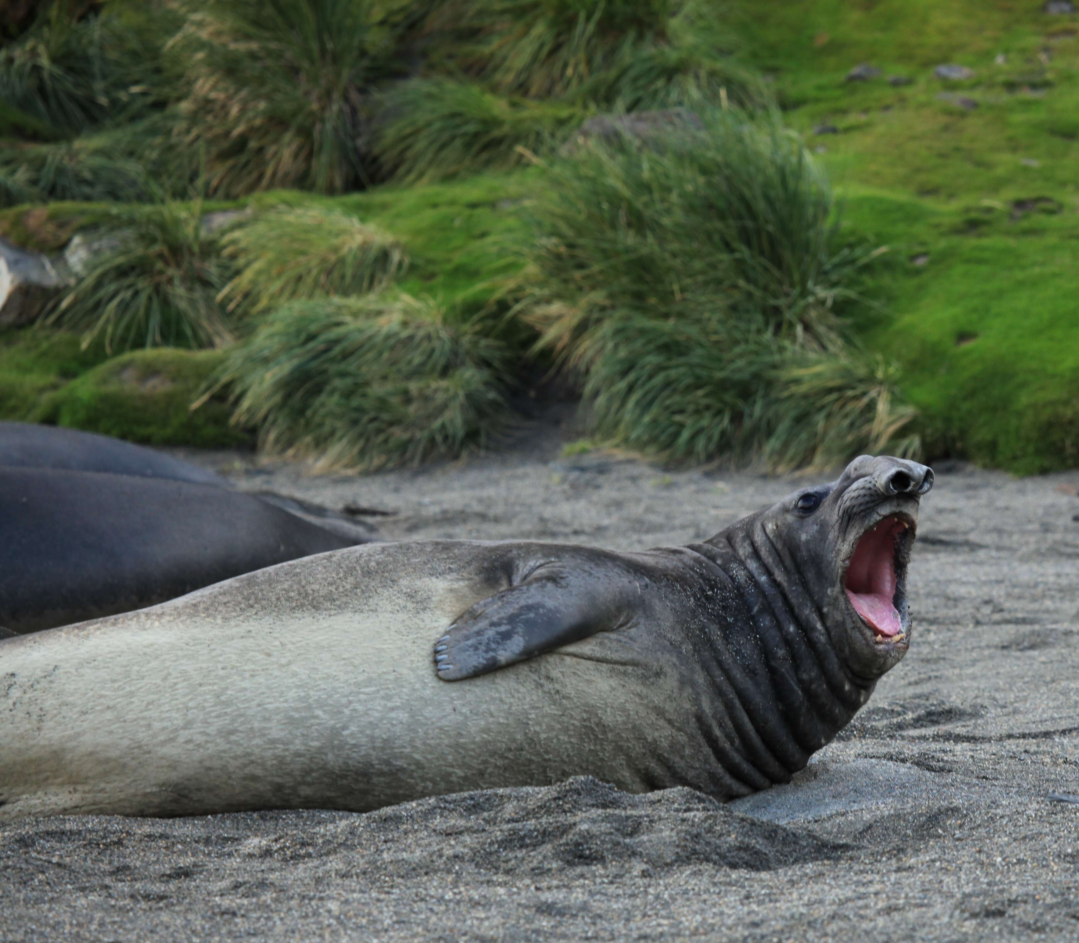 Image of South Atlantic Elephant-seal