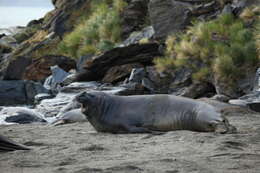 Image of South Atlantic Elephant-seal