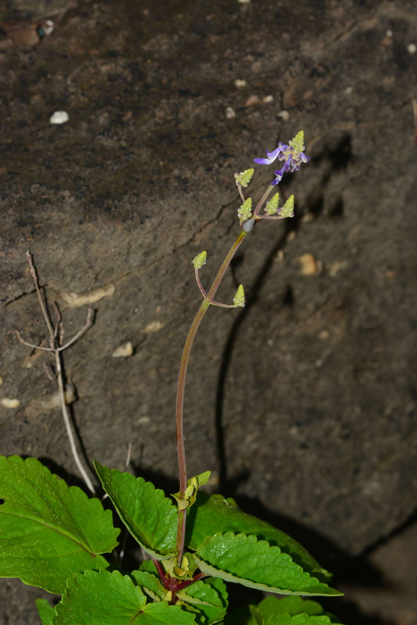 Image of <i>Coleus strobilifer</i>