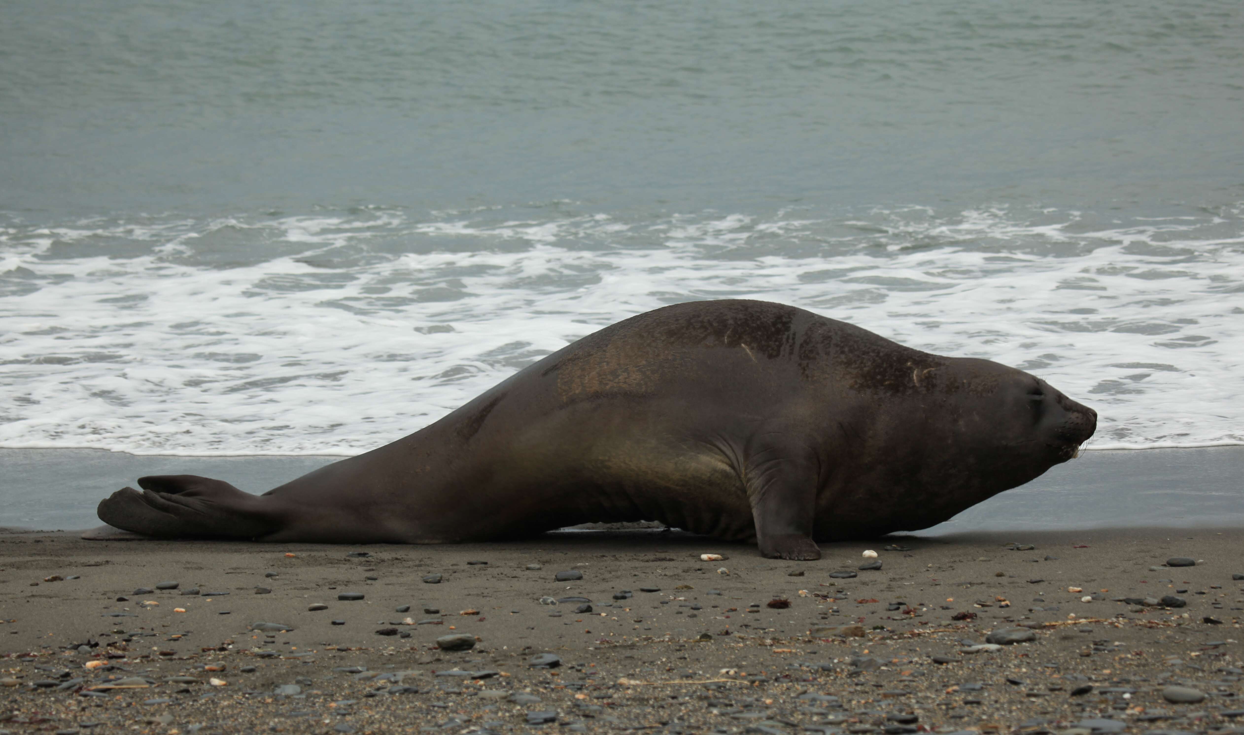 Image of South Atlantic Elephant-seal