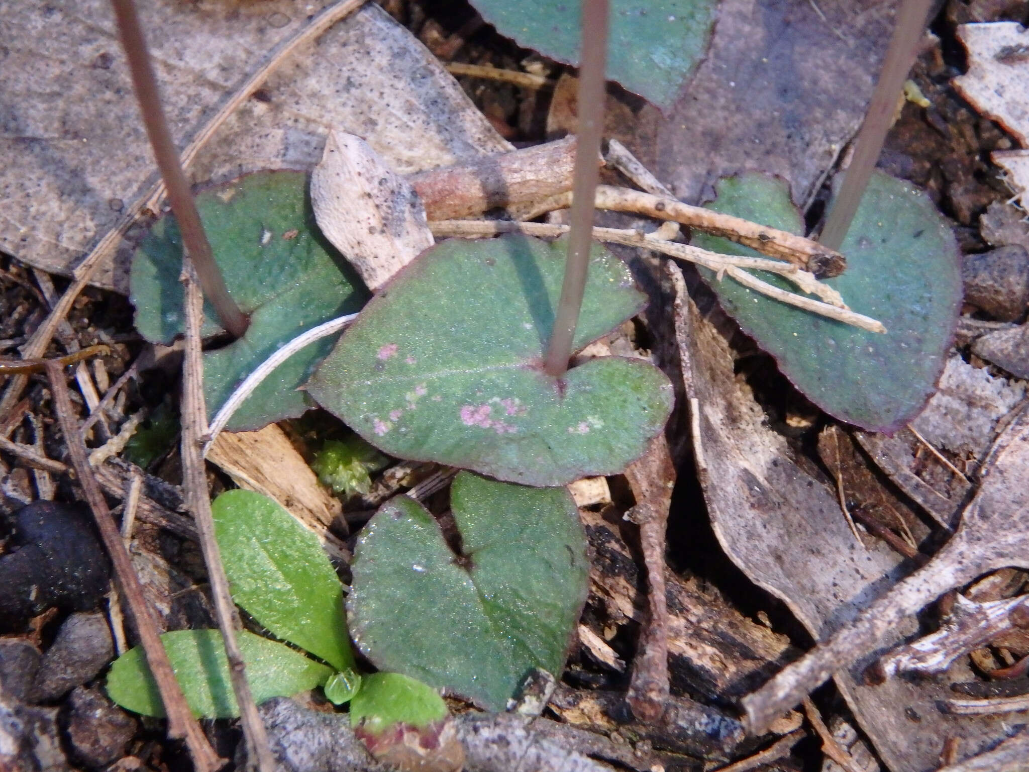 Image of Mayfly orchid