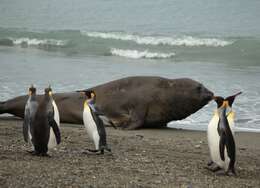 Image of South Atlantic Elephant-seal