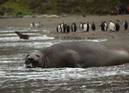 Image of South Atlantic Elephant-seal